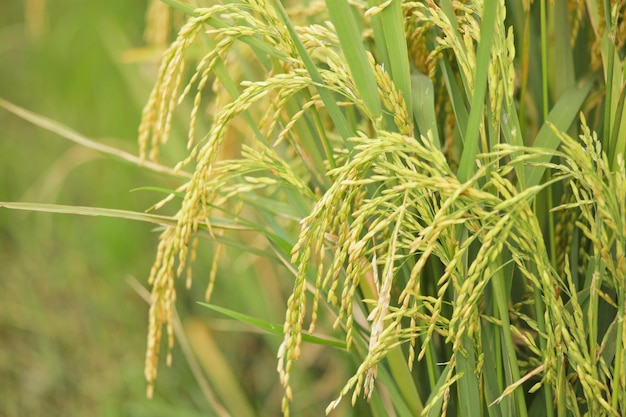 Feche o arroz amarelo no campo de arroz e a bela luz quente do sol, o foco da imagem e o azul