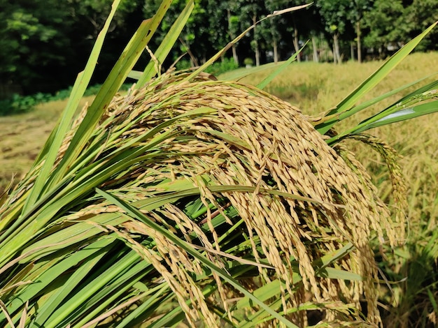 Feche o arroz ou Oryza sativa, comumente conhecido como arroz asiático. O campo de espécies de plantas de Bangladesh.