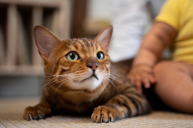 Foto feche o bebê e o gato fofo