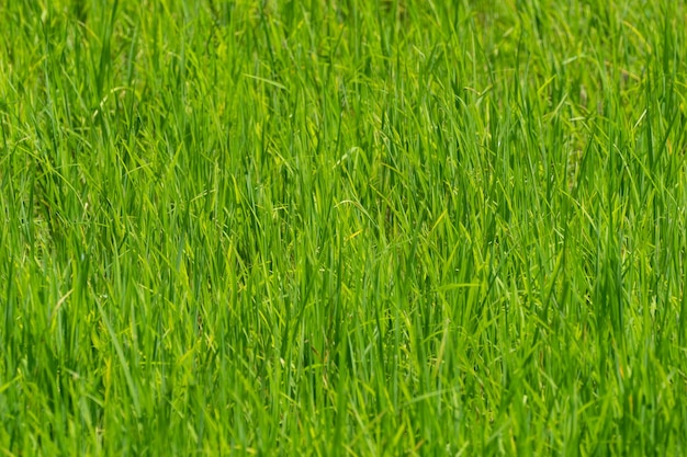 Feche o belo campo de arroz em casca verde da vista do drone para plano de fundo