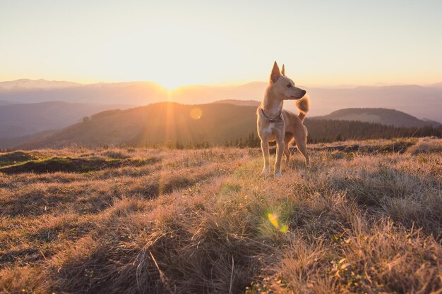 Foto feche o cachorro passeando na colina da montanha na foto conceitual do pôr do sol