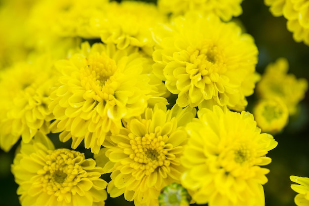 Feche o campo de flores amarelas