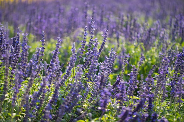 Feche o campo de flores vermelhas