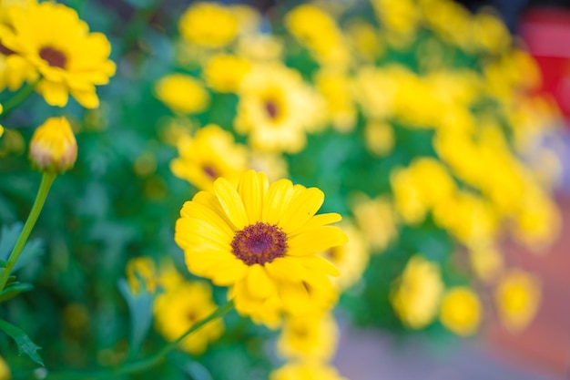 Feche o campo de margaridas amarelas sob a luz do sol da manhã linda flor dourada na grama verde conceito de frescura