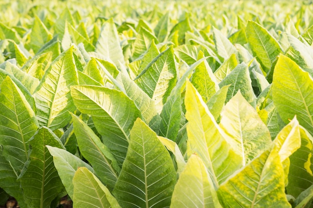 Feche o campo do tabaco