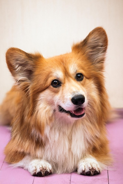 Feche o cão fofo corgi retrato em um fundo rosa.