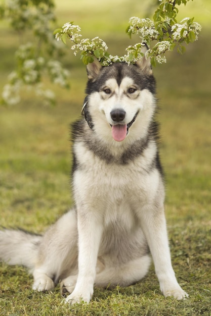 Feche o cão malamute do Alasca em pé na grama no prado da primavera