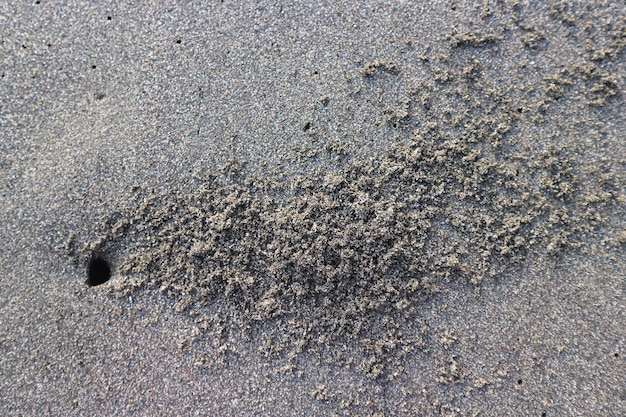 Feche o caranguejo do mar ninho na praia. com praia de areia preta marrom