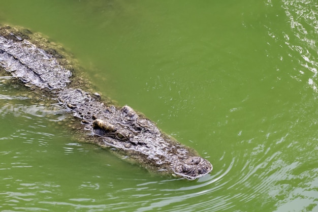 Feche o crocodilo de cabeça grande é show de cabeça no rio