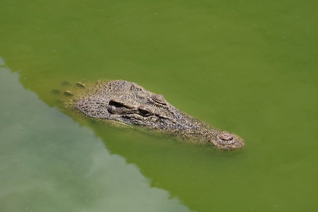 Feche o crocodilo de cabeça grande é show de cabeça no rio