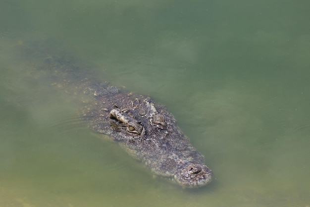 Feche o crocodilo de cabeça grande é show de cabeça no rio