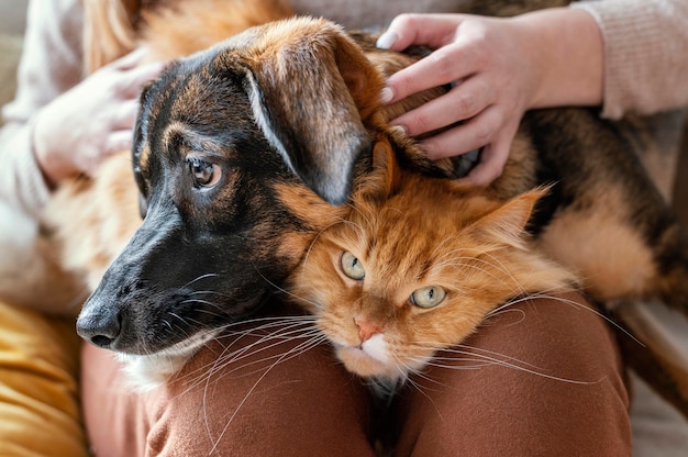 Feche o dono com um gato e um cachorro