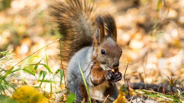 Feche o esquilo-vermelho comendo nozes na floresta de outono. Tomsk, Sibéria