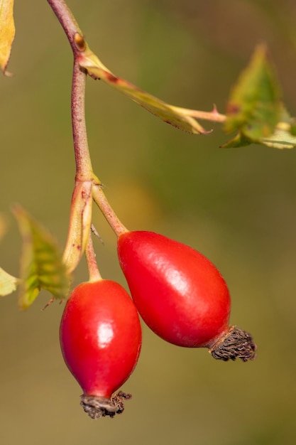 Feche o fruto vermelho da rosa selvagem no ramoBush de um briers com bagasFormato vertical