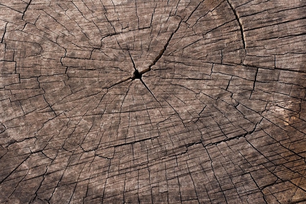 Feche o fundo de textura de madeira. Seção transversal de uma árvore derrubada mostrando anéis de crescimento. Textura de madeira natural velha de tronco de árvore cortado para texto e plano de fundo. Design da natureza