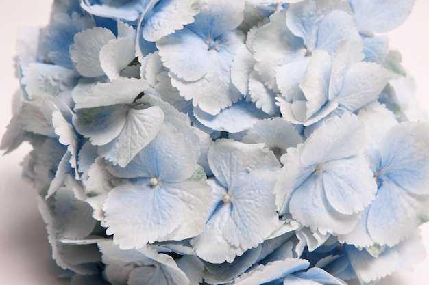 Feche o fundo floral de hortênsia azul claro. Papel de parede de férias da primavera, fragrância e ternura, conceito de decoração