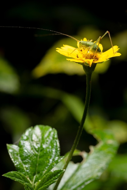 Feche o gafanhoto na natureza na árvore