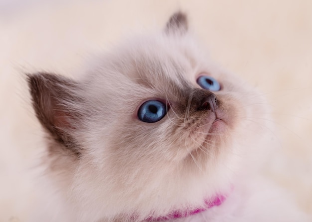 Feche o gatinho ragdoll com olhos azuis no colarinho roxo sentado em um fundo bege