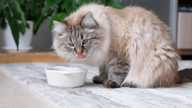 Feche o gato de cabelos compridos comendo comida orgânica de uma tigela Gato comendo comida seca