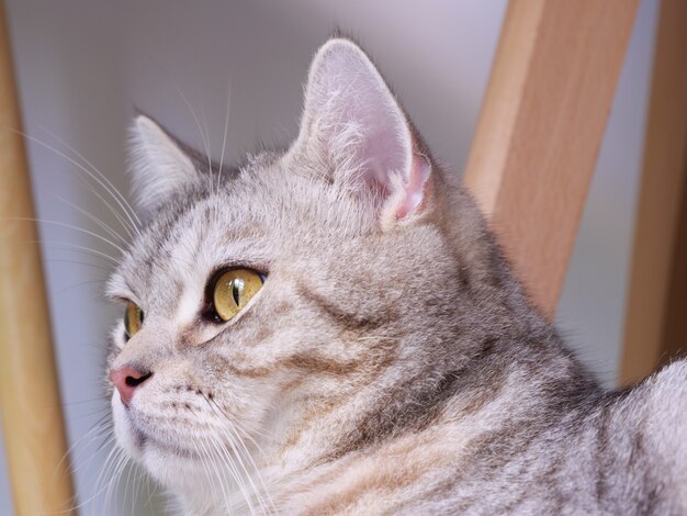 Feche o gato fofo com lindos olhos amarelos sobre fundo branco na sala de estar