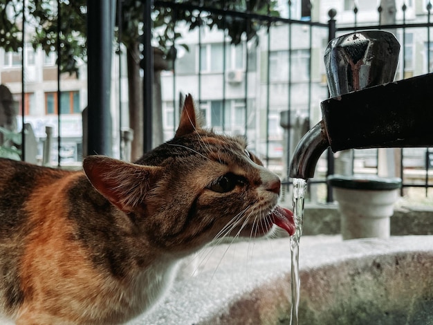 Feche o gato. Água potável de gato bonito.