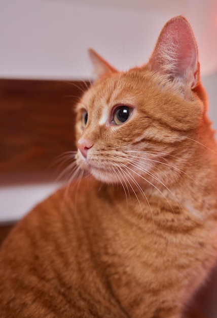 Feche o gato malhado marrom com olhos verdes deitado no tapete