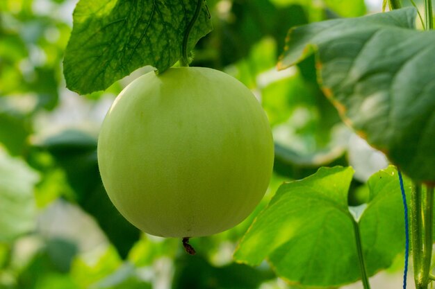 Feche o golden melon yellow maduro e pronto para colher em estufa