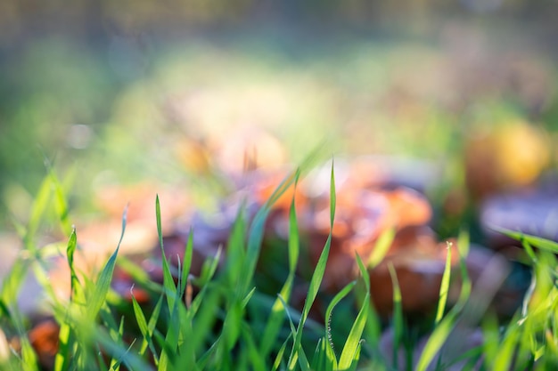Feche o gramado verde e a folhagem de outono com espaço de cópia de foco suave de feixe de sol