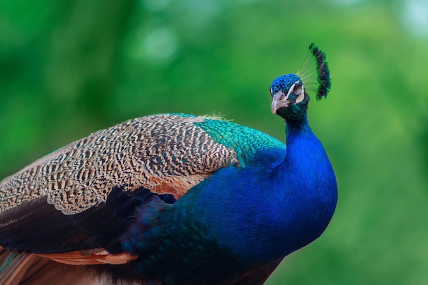 Feche o grande pássaro de pavão bonito em um fundo verde