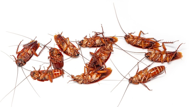 Foto feche o grupo de barata morta na tailândia em fundo branco