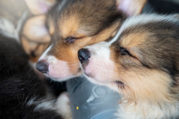 Feche o lindo filhote de corgi Pembroke dormindo dentro de casa