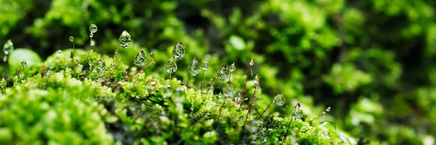 Feche o lindo musgo verde brilhante crescido e a gota d'água cobre as pedras ásperas e no chão da floresta. mostrar com visão macro. rochas cheias de textura de musgo na natureza para papel de parede.