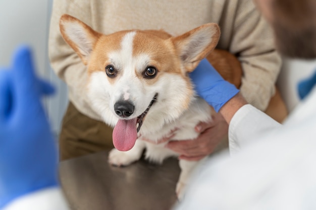 Foto feche o médico verificando o corgi fofo