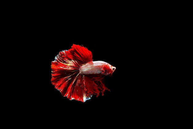 Feche o movimento artístico do peixe Betta, peixe-lutador-siamês isolado em fundo preto, aposta colorida