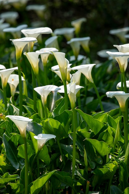 Feche o parque de lírios de calla da primavera lírio de calla branco flores de lírio de calla
