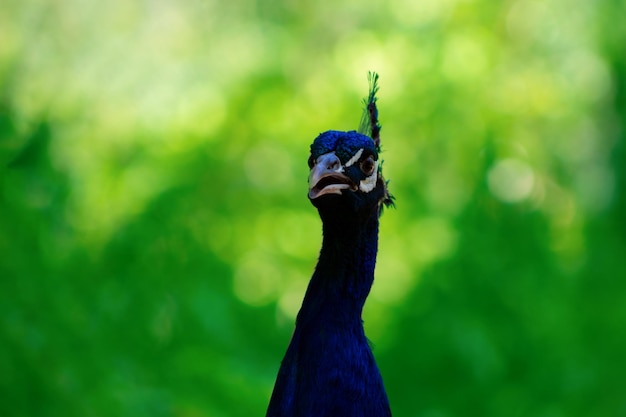 Feche o pavão bonito (pássaro grande e brilhante) em um fundo verde