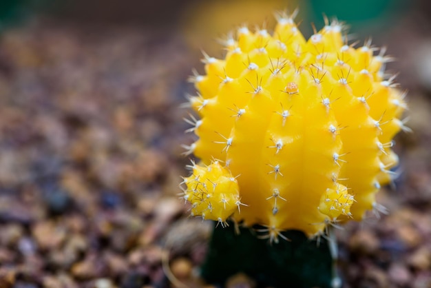 Feche o pequeno cacto colorido com uma linda flor amarela em flor na árvore de ruby ball, cacto enxertado ou cacto da lua, macro de gymnocalycium mihanovichii