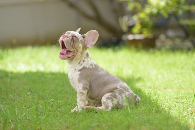 Feche o retrato de cachorrinhos bonitos bulldog francês