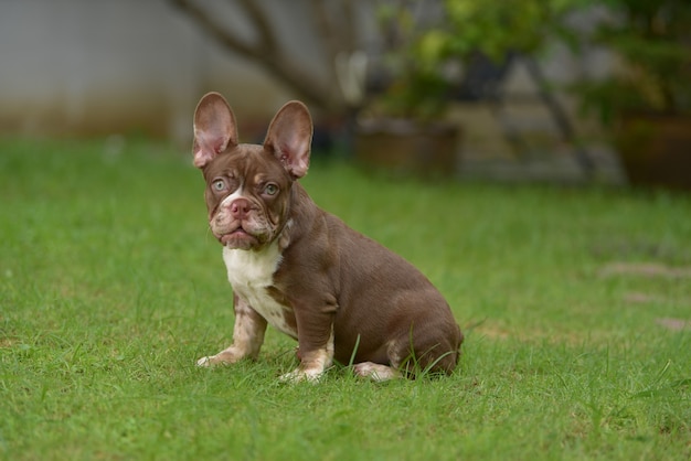 Feche o retrato de cachorrinhos bonitos bulldog francês