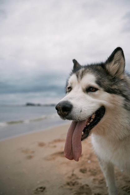 Feche o retrato de cachorro malamute perto da beira-mar