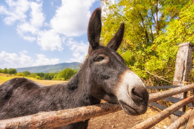 Feche o retrato de cara de burro na albânia