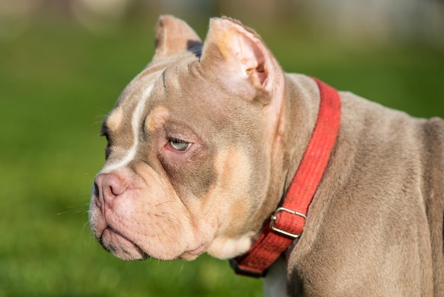 Feche o retrato de um cachorrinho american bully macho de bolso