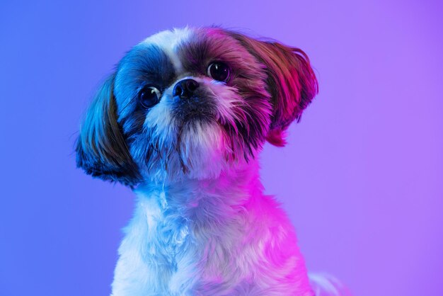 Feche o retrato de um cachorrinho shih tzu bonitinho sentado com a cabeça inclinada para um lado isolado