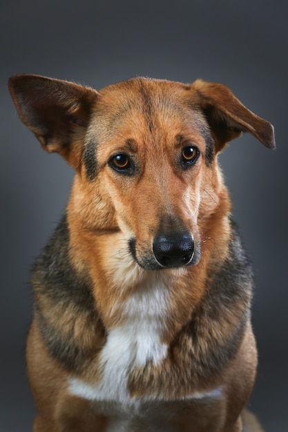 Feche o retrato de um cachorro de raça misturada com vermelho e preto sentado no estúdio, olhando para a câmera no fundo cinza