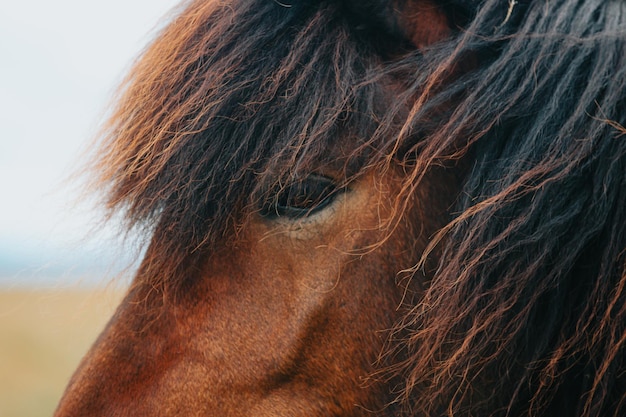 Feche o retrato de um cavalo islandês close-up imagem do olho da raça nativa de cavalos islandês Beleza animal no deserto natural selvagem do norte da Islândia