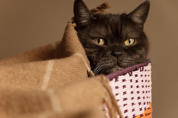 Feche o retrato de um gato preto fofo descansando em uma caixa de vime coberta com um cobertor quente