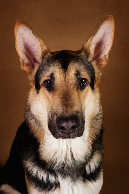 Feche o retrato de um lindo cão pastor alemão em fundo marrom, olhando para a câmera