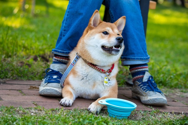 Feche o retrato de um lindo e feliz cachorrinho shiba inu vermelho sentado na grama verde no verão