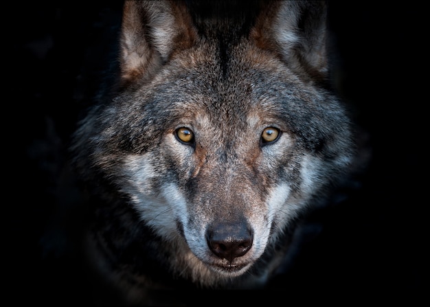 Feche o retrato de um lobo cinzento europeu em fundo escuro