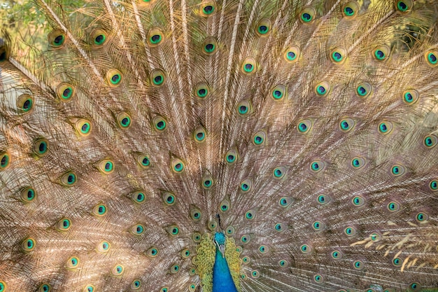 Feche o retrato de um pavão macho com penas totalmente desdobradas de seu conto sobre o fundo da natureza